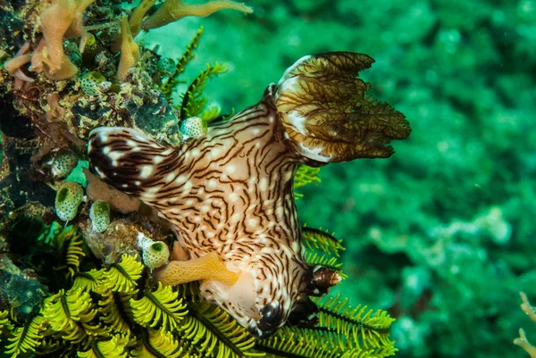 Nudibranca di Ambon, Maluku, Indonesia foto subacquee — Foto Stock