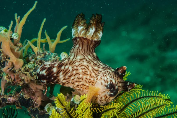 在印尼，印尼马鲁古群岛水下照片裸鳃亚目 — 图库照片
