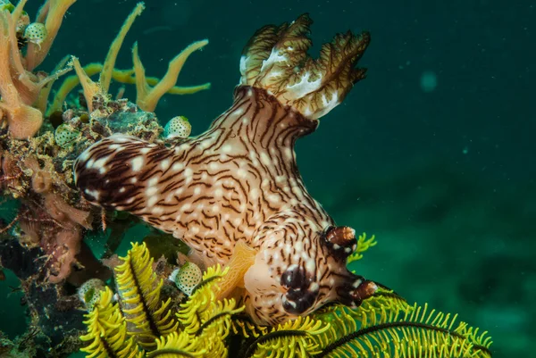 Nudibranca di Ambon, Maluku, Indonesia foto subacquee — Foto Stock