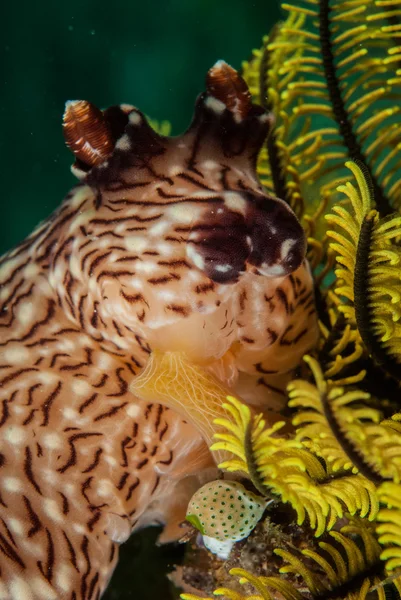 Nudibranch v Ambon, Moluky, Indonésie podvodní fotografie — Stock fotografie
