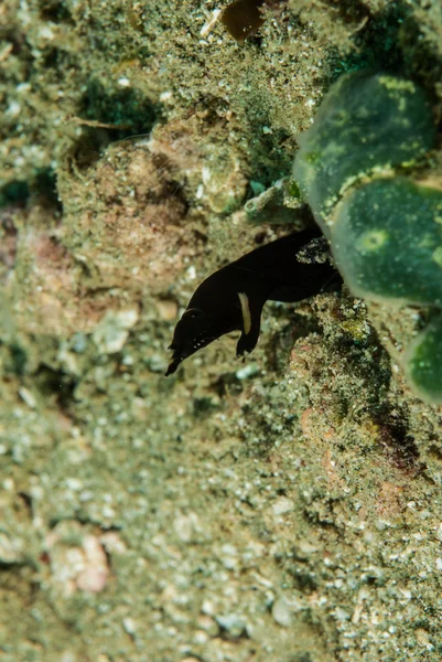 Joven anguila de cinta en Ambon, Maluku, Indonesia foto submarina — Foto de Stock