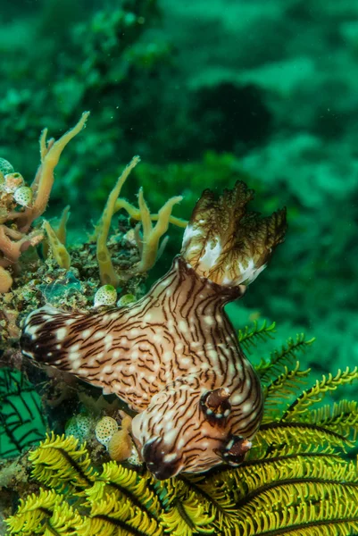 Nudibranch à Ambon, Maluku, Indonésie photo sous-marine — Photo