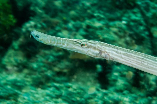Trumpetfish w mieście Ambon, Zdjęcie podwodne Maluku, Indonezja — Zdjęcie stockowe