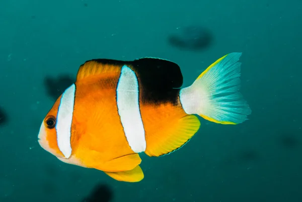 Anemoonvis, anemonefish in Ambon, Maluku, Indonesia onderwater foto — Stockfoto