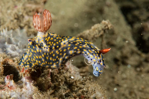 Nacktschnecke in ambon, maluku, indonesien unterwasserfotos — Stockfoto