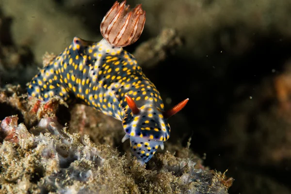 Nacktschnecke in ambon, maluku, indonesien unterwasserfotos — Stockfoto