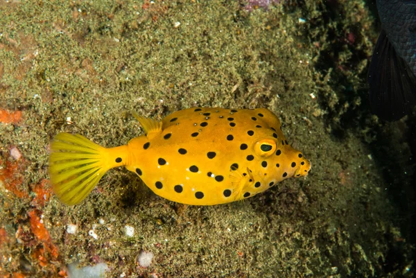 Amarillo boxfish juvenil en Ambon, Maluku, Indonesia foto submarina —  Fotos de Stock