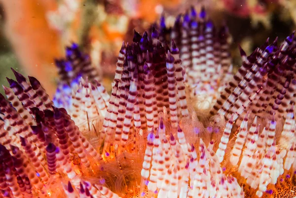 Oheň mořský ježek v Ambon, Moluky, Indonésie podvodní fotografie — Stock fotografie