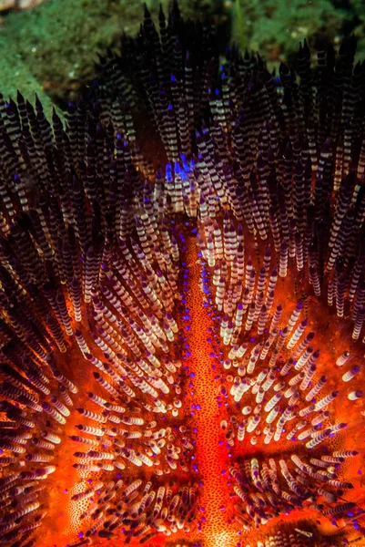 Fire sea urchin in Ambon, Maluku, Indonesia underwater photo — Stock Photo, Image