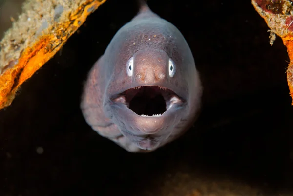 암 본, 말루쿠, 인도네시아 수 중 사진에에서 흰 moray 장 어 — 스톡 사진