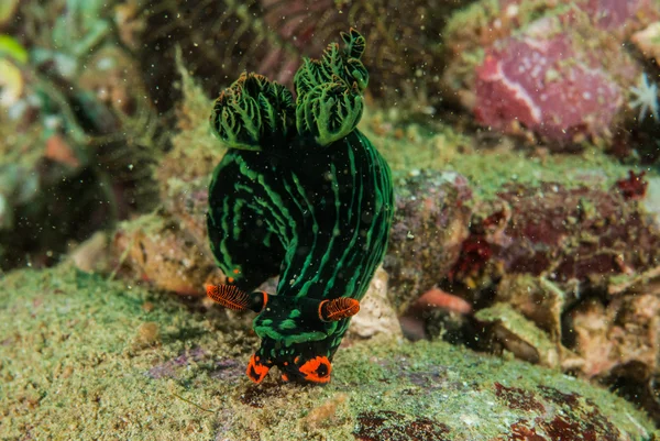 Csupaszkopoltyús csigák Ambon, Maluku, Indonézia víz alatti fénykép — Stock Fotó