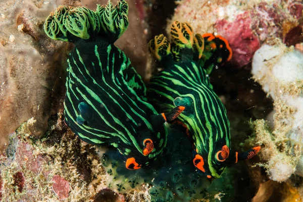 Dois de nudibranch em Ambon, Maluku, Indonésia foto subaquática — Fotografia de Stock