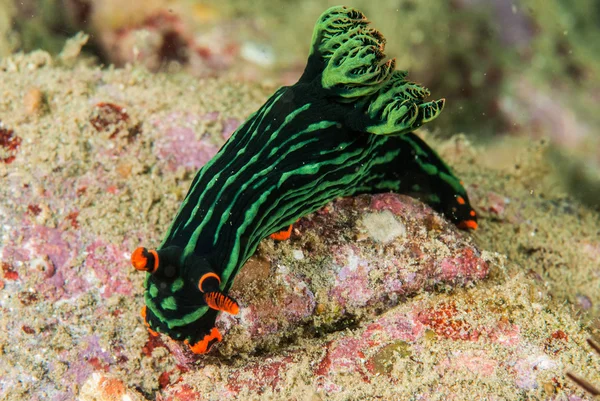 Nudibranch em Ambon, Maluku, Indonésia foto subaquática — Fotografia de Stock