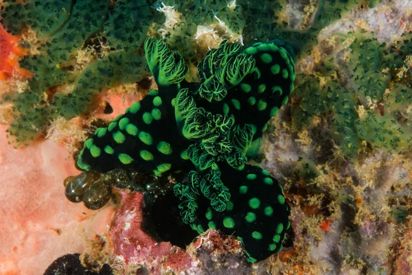 Gruppe von Nacktschnecken in ambon, maluku, Indonesien Unterwasserfotos — Stockfoto