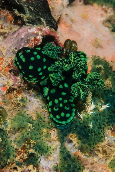 암 본, 말루쿠, 인도네시아 수 중 사진 nudibranch의 그룹 — 스톡 사진
