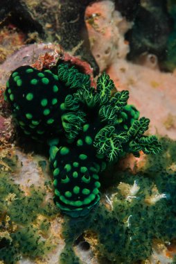 Omurgasızını Ambon, Maluku, Endonezya sualtı fotoğraf içinde grup