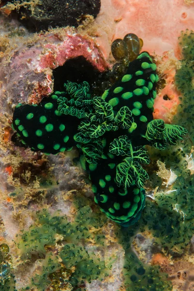 Gruppe von Nacktschnecken in ambon, maluku, Indonesien Unterwasserfotos — Stockfoto