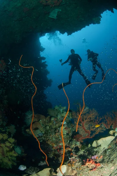 Divers, sponge, wire corals in Ambon, Maluku, Indonesia underwater photo — Stock Photo, Image