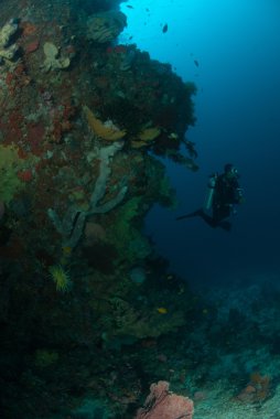 Dalgıç, sünger, coral reef Ambon, Maluku, Endonezya sualtı fotoğraf