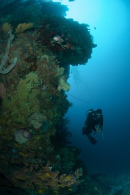 Dalgıç, sünger, coral reef Ambon, Maluku, Endonezya sualtı fotoğraf