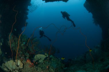 Dalgıçlar, sünger, mercan Ambon, Maluku, Endonezya sualtı fotoğraf içinde tel