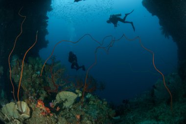 Dalgıçlar, sünger, mercan Ambon, Maluku, Endonezya sualtı fotoğraf içinde tel