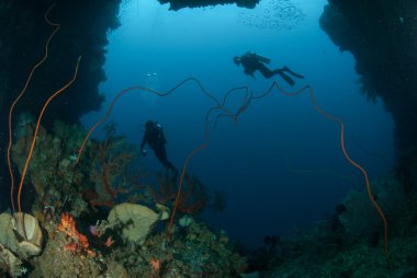 Dalgıçlar, sünger, mercan Ambon, Maluku, Endonezya sualtı fotoğraf içinde tel