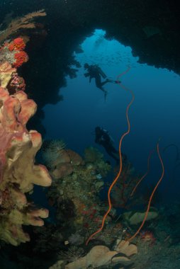 Dalgıçlar, sünger, tel mercanlar, deniz fan Ambon, Maluku, Endonezya sualtı fotoğraf içinde