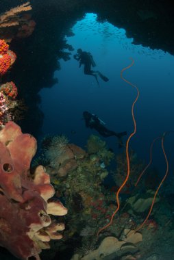 Dalgıçlar, sünger, tel mercanlar, deniz fan Ambon, Maluku, Endonezya sualtı fotoğraf içinde