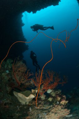 Dalgıçlar, sünger, tel mercanlar, deniz fan Ambon, Maluku, Endonezya sualtı fotoğraf içinde