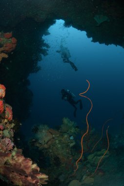 Dalgıçlar, sünger, tel mercanlar, deniz fan Ambon, Maluku, Endonezya sualtı fotoğraf içinde
