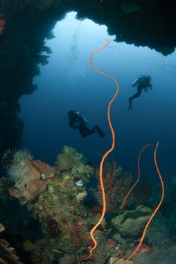 Dalgıçlar, sünger, tel mercanlar, deniz fan Ambon, Maluku, Endonezya sualtı fotoğraf içinde