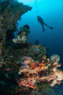 Dalgıç, Süngerler, Kara güneş Ambon, Maluku, Endonezya sualtı fotoğraf mercan