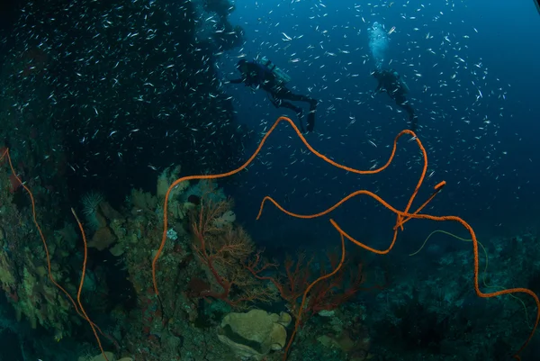 Divers, sponge, wire corals in Ambon, Maluku, Indonesia underwater photo — Stock Photo, Image