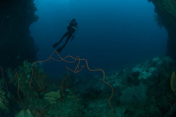 Diver, wire corals, sea fan in Ambon, Maluku, Indonesia underwater photo — Stock Photo, Image