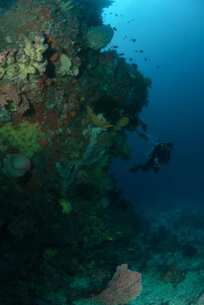Mergulhador, esponja, recife de coral em Ambon, Maluku, Indonésia foto subaquática — Fotografia de Stock