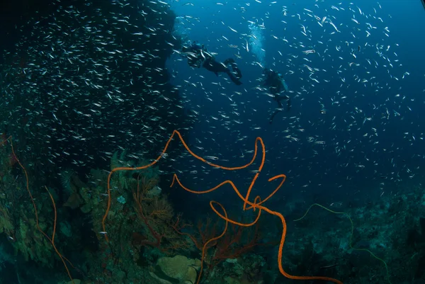 Divers, sponge, wire corals in Ambon, Maluku, Indonesia underwater photo — Stock Photo, Image