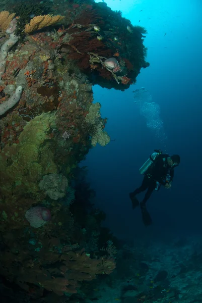 Diver, sponge, coral reef in Ambon, Maluku, Indonesia underwater photo — Stock Photo, Image