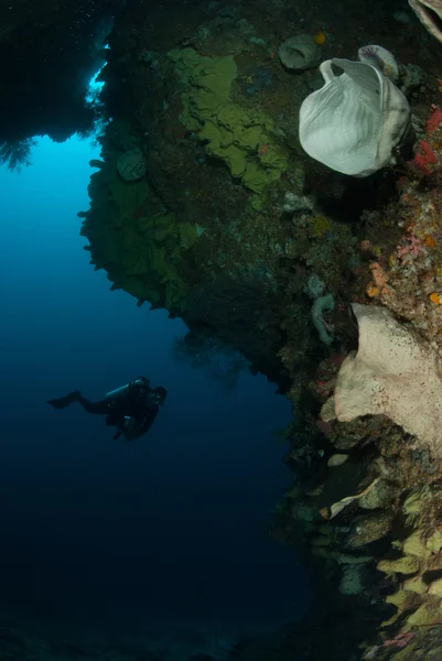 Diver, sponge, coral reef in Ambon, Maluku, Indonesia underwater photo — Stock Photo, Image