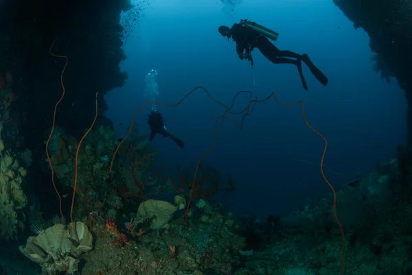 Divers, sponge, wire corals in Ambon, Maluku, Indonesia underwater photo — Stock Photo, Image