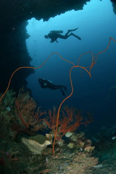 Δύτες, σφουγγάρι, σύρμα κοράλλια στο Ambon, υποβρύχια φωτογραφία Μαλούκου, Ινδονησία — Φωτογραφία Αρχείου