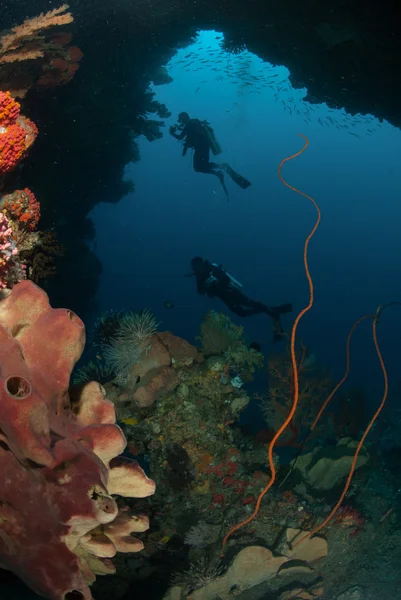 Tuffatori, spugne, coralli metallici, ventilatore di mare in Ambon, Maluku, Indonesia foto subacquee — Foto Stock