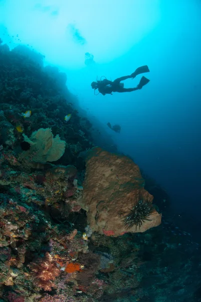 潜水员，海绵在安汶，印度尼西亚马鲁古群岛的水下照片 — 图库照片
