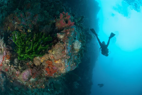 潜水员，黑色太阳珊瑚在安汶，印度尼西亚马鲁古群岛的水下照片 — 图库照片