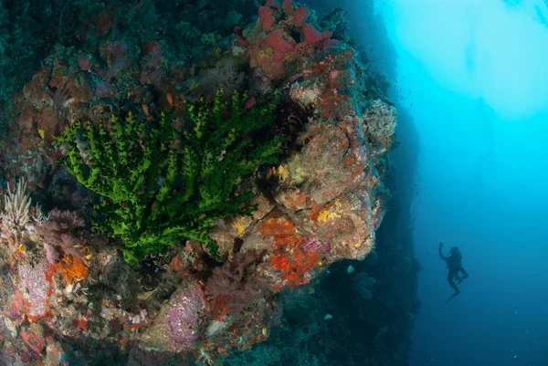 Buceador, coral sol negro en Ambon, Maluku, Indonesia foto submarina —  Fotos de Stock