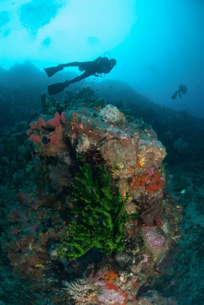 Buceador, coral sol negro en Ambon, Maluku, Indonesia foto submarina —  Fotos de Stock