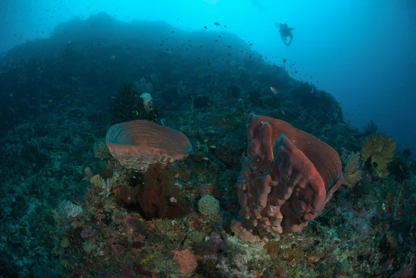 Buceador, esponja en Ambon, Maluku, Indonesia foto submarina —  Fotos de Stock