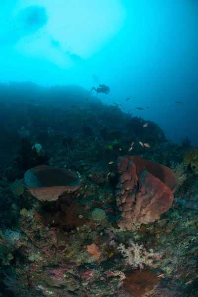 Plongeur, éponge à Ambon, Maluku, Indonésie photo sous-marine — Photo