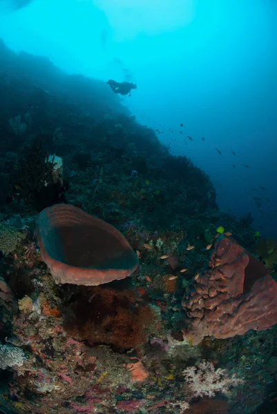 Diver, sponge in Ambon, Maluku, Indonesia underwater photo — Stock Photo, Image