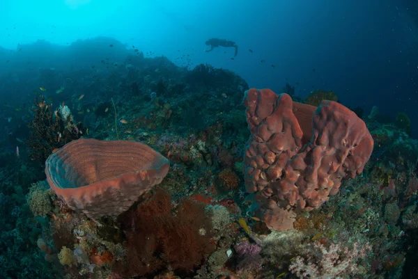 Plongeur, éponge à Ambon, Maluku, Indonésie photo sous-marine — Photo